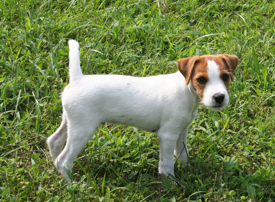 Stud Dogs "Smilin' Jack" Russell Terriers